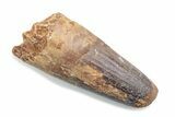 Fossil Spinosaurus Tooth - Robust Tooth #370502-1